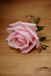 bath wedding florist