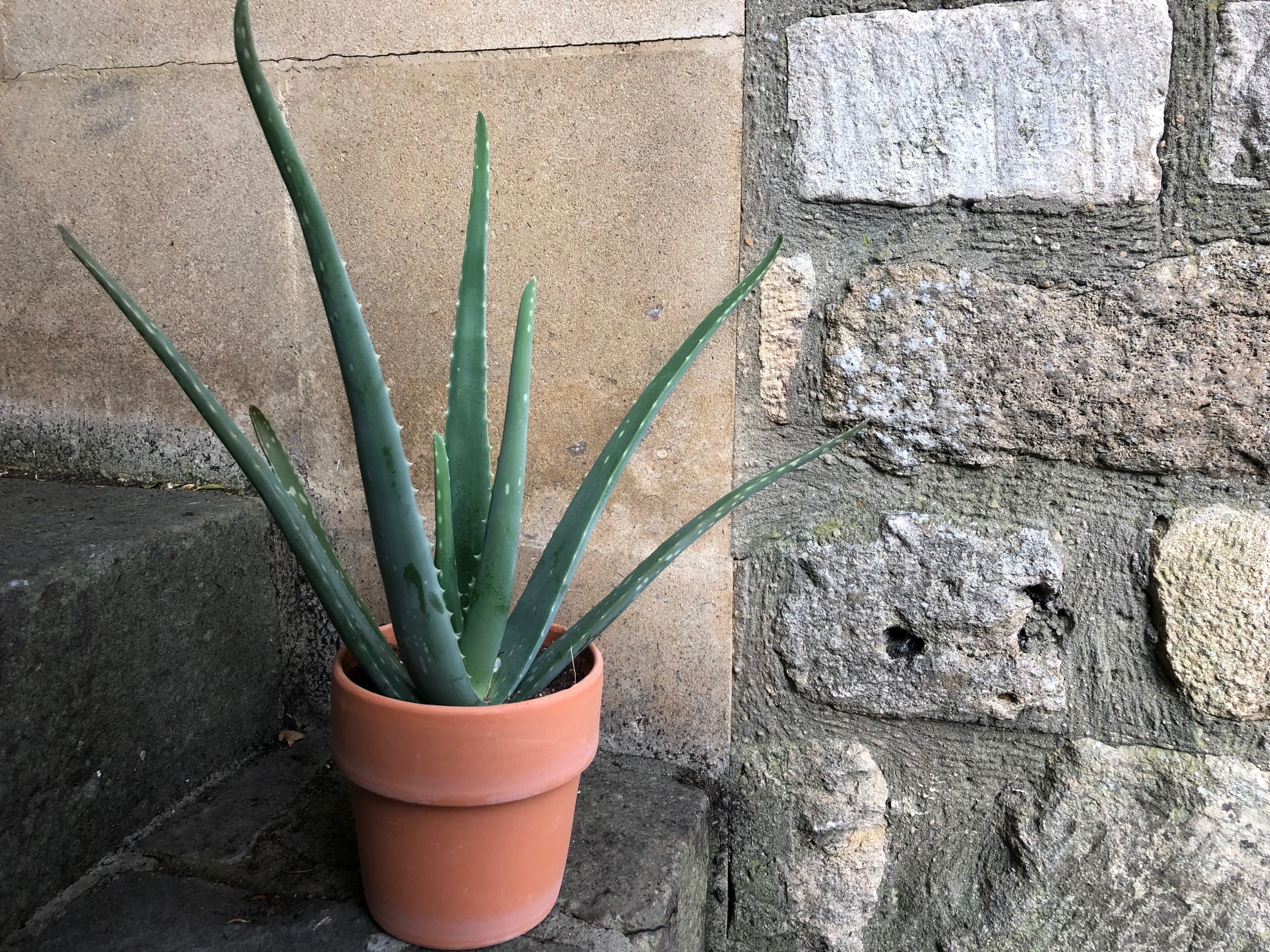 Aloe Vera Plant 'Andre Aloe'