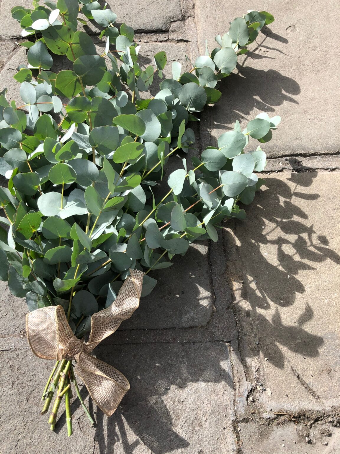 Eucalyptus cinerea available for delivery in Bath Flowers of Bath