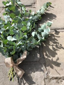 Eucalyptus Bunch