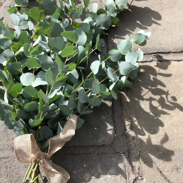 Eucalyptus Bunch