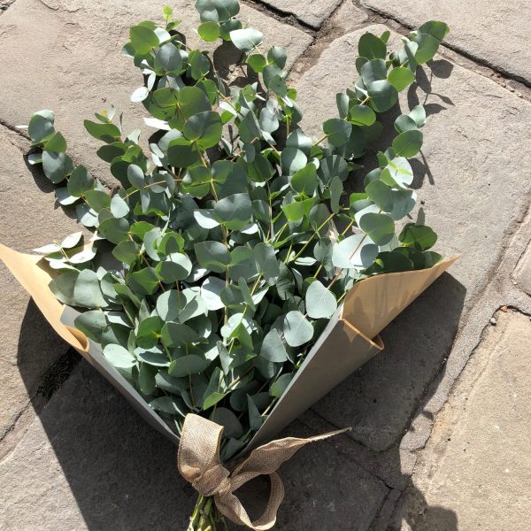 Eucalyptus Bunch