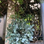 Eucalyptus Wreath (3)
