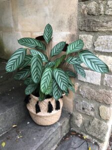 Cassandra 'Calathea'