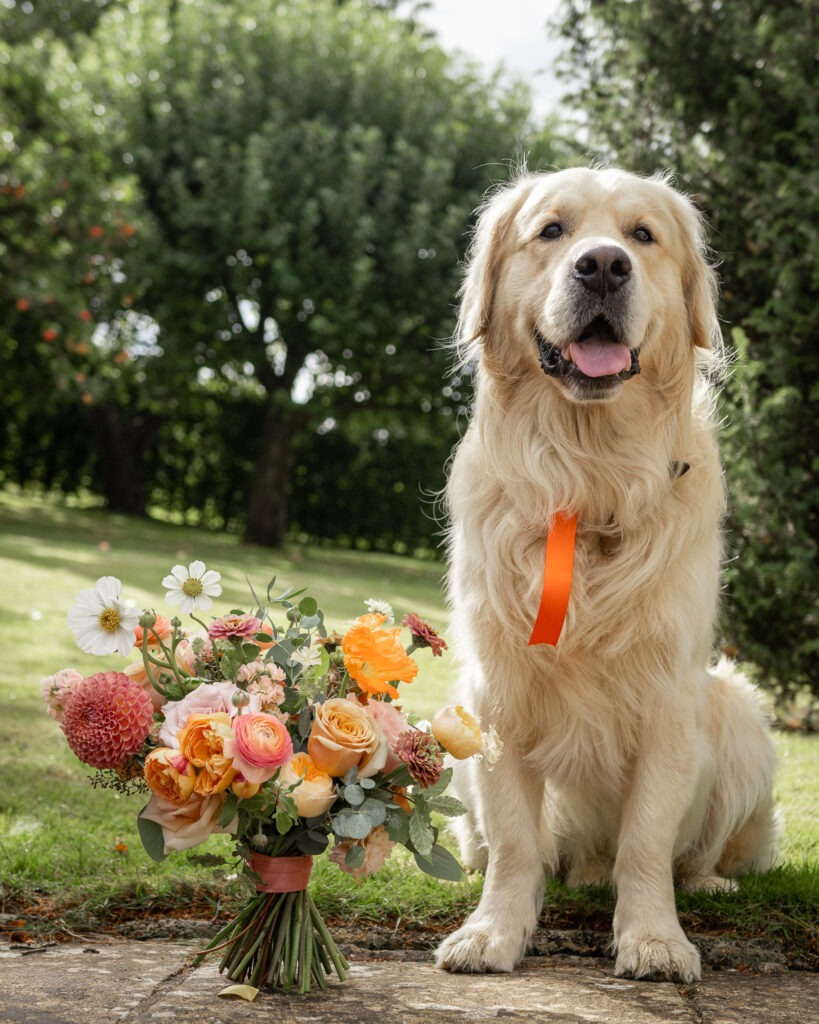 Bridal bouquet alongside retriever dog on the grass