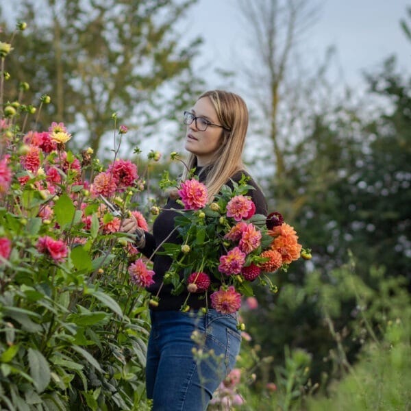 Florist picking dahlias from a flower farm