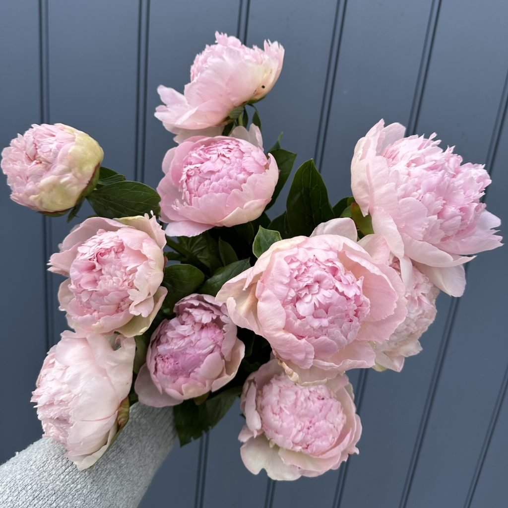 Pale pink Peonies