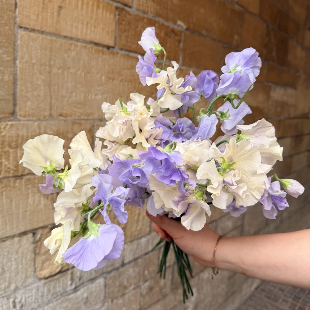Lilac and cream sweet peas