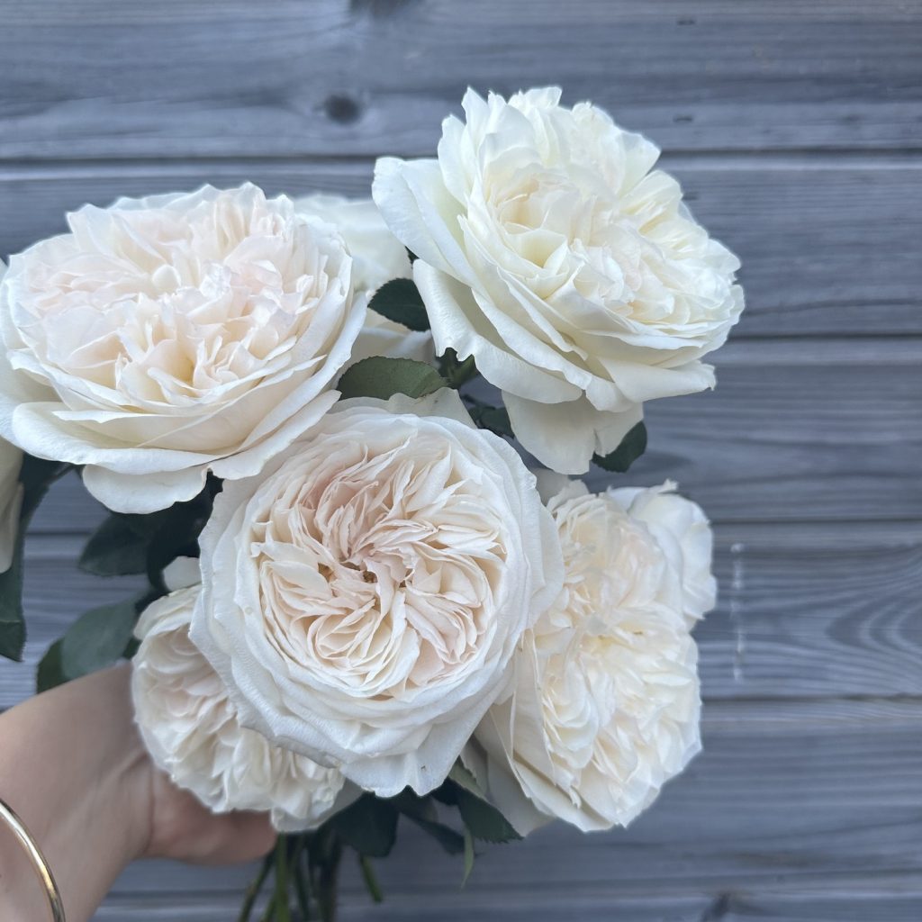 Beautiful blousy garden roses in blush