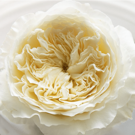 Patience David Austin Rose