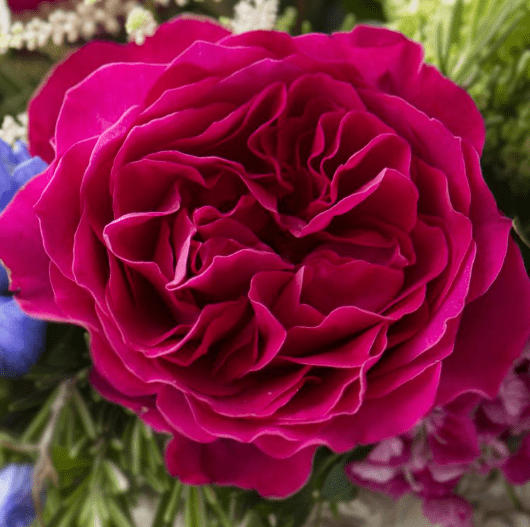 Kate - David Austin